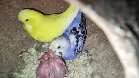 Budgies