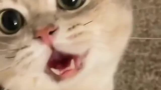 Cat so cute video cat Beautiful