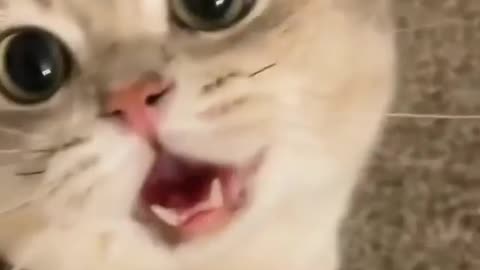 Cat so cute video cat Beautiful