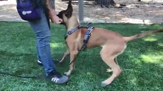 Dog backing drills