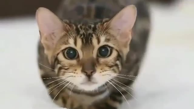 Super cute little cat jump on the camera 😂 try not to laugh