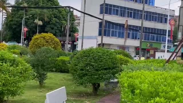 The small bamboo forest opposite