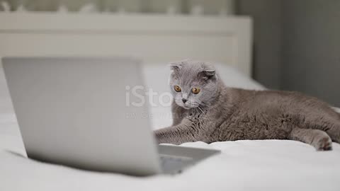 Cuta cat laptop running