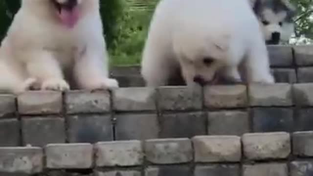 #shorts Aww cute dog and baby compilation funny videos--🐶🐶 __ [Chines-- tiktok-- videos] Dog--Home