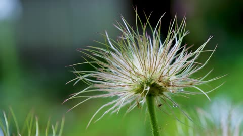 Delightful Pasque Flower