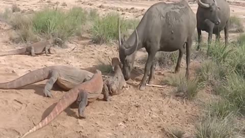 Komodo Dragon Killing Baby Buffalo Infront of Buffalo.Cruel Killing