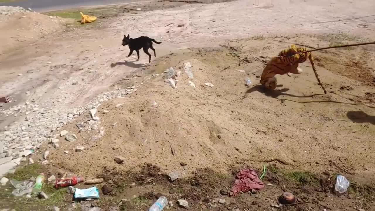 Fake Tiger Prank Scare On Dog