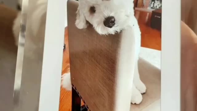 Capturing doggie's pictures🐶🐶
