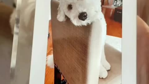 Capturing doggie's pictures🐶🐶