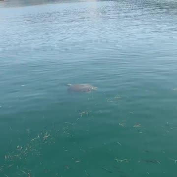 Such beautiful sea turtles are facing a major threat from potential oil drilling in the area