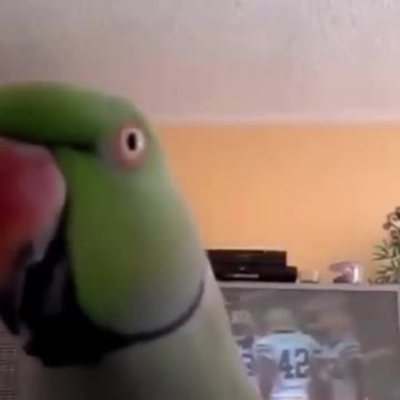 TALKING PARROT #shorts