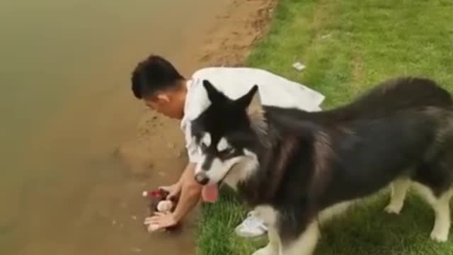 Funny pet Funny Dog and Cat | Try To Not Lugh Pets Videos | Funy Pets Vedio