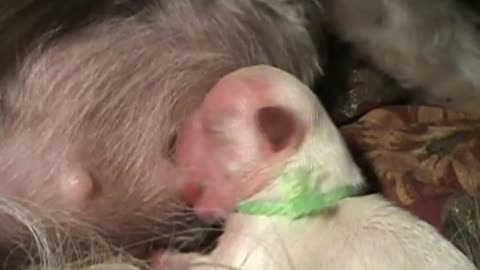 AMAZING DOG BIRTH!