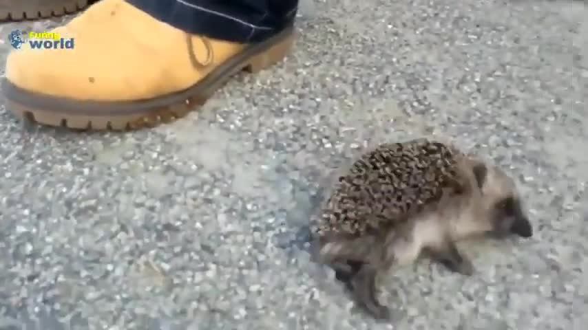 Cute hedgehog moments