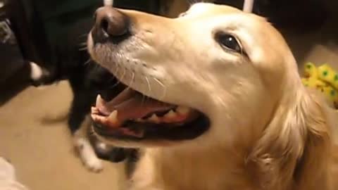 Beautiful Golden Retriever Barking