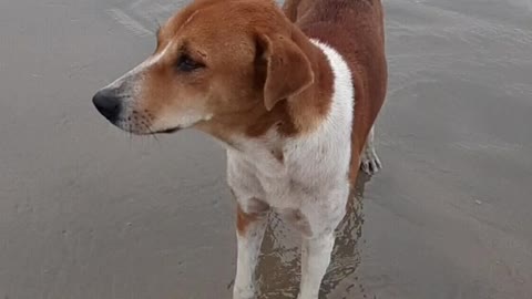 The dog bathes in sea water