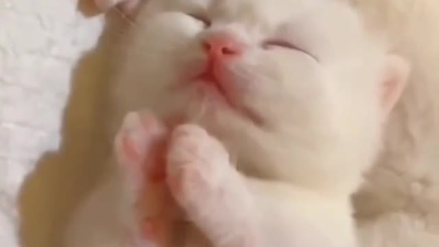 Sleeping cat