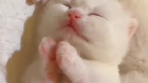 Sleeping cat