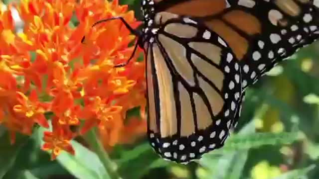 Monarch Magic