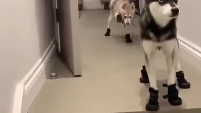 Dogs - Baby dogs - funny and fluffy (53) / Cães - Filhotes - engraçados e fofos (53) #shorts