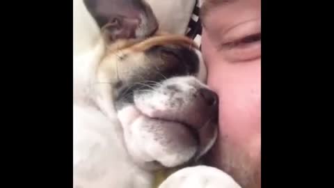 Animals Funny's - Top funny's moments the dogs