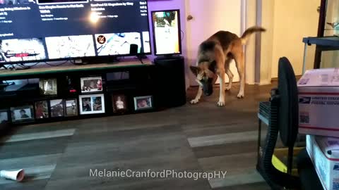 Dog Leaping After the Red Dot