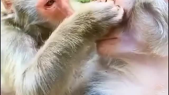 Funny monkey video