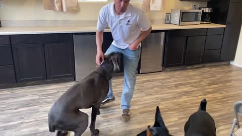 Learn how to let your reactive dog meet other dogs