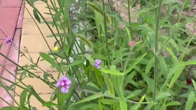 Little flowers swaying in the wind