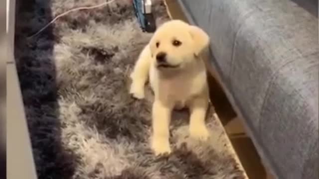 Try not to laugh #8 #shorts #funny #viral #dog