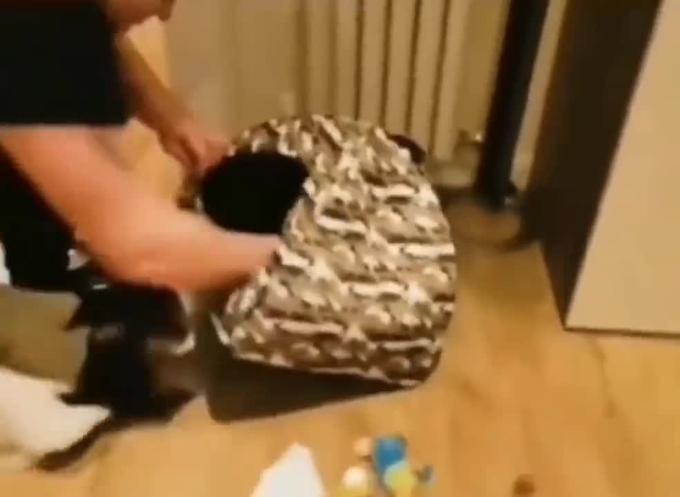 This Cat Keep Everything in his House.