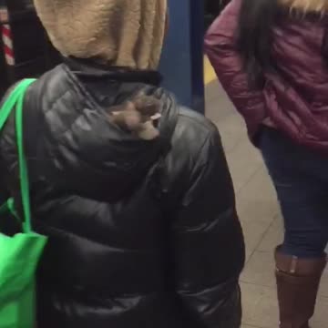 Woman has three rats in hood of black jacket