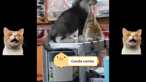 funny cat videos