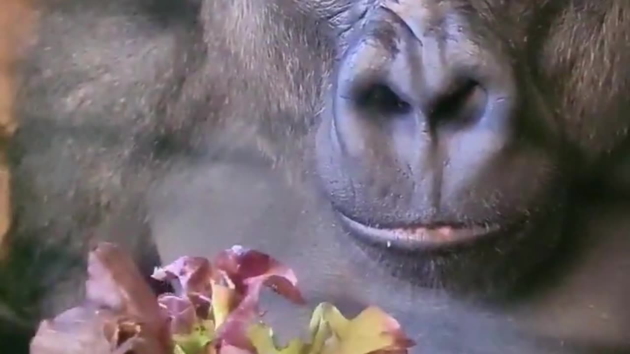 deep in thought, sniff, crunch! #gorilla #thinking #asmr #mukbang