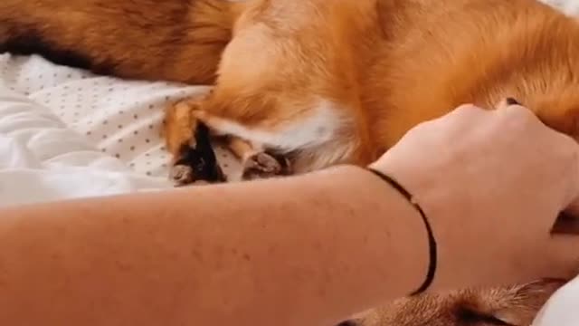 Happy Fox Goes Viral