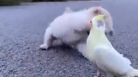 Animal Fun