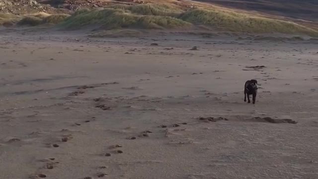 Brown dog runs on a windy beach