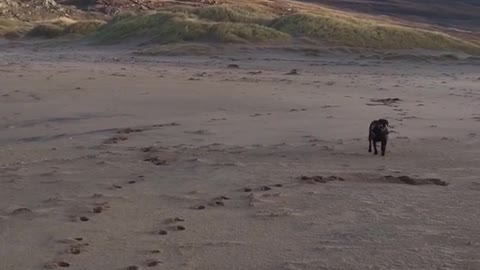 Brown dog runs on a windy beach