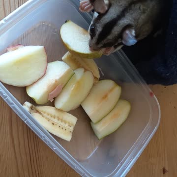Sugar gliders activated by the smell of fresh fruit
