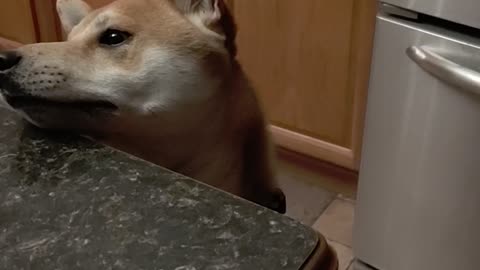 Jasper The Shiba Inu Talks Back, Wants Salmon