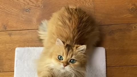 Cute little cat