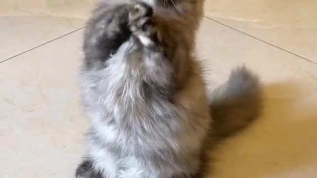 Is the cat asking for something? A cute look.