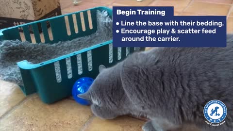 Training a cat to accept their a carrier