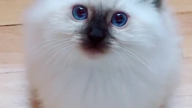 Bayby ragdoll Cat | funny cat videos