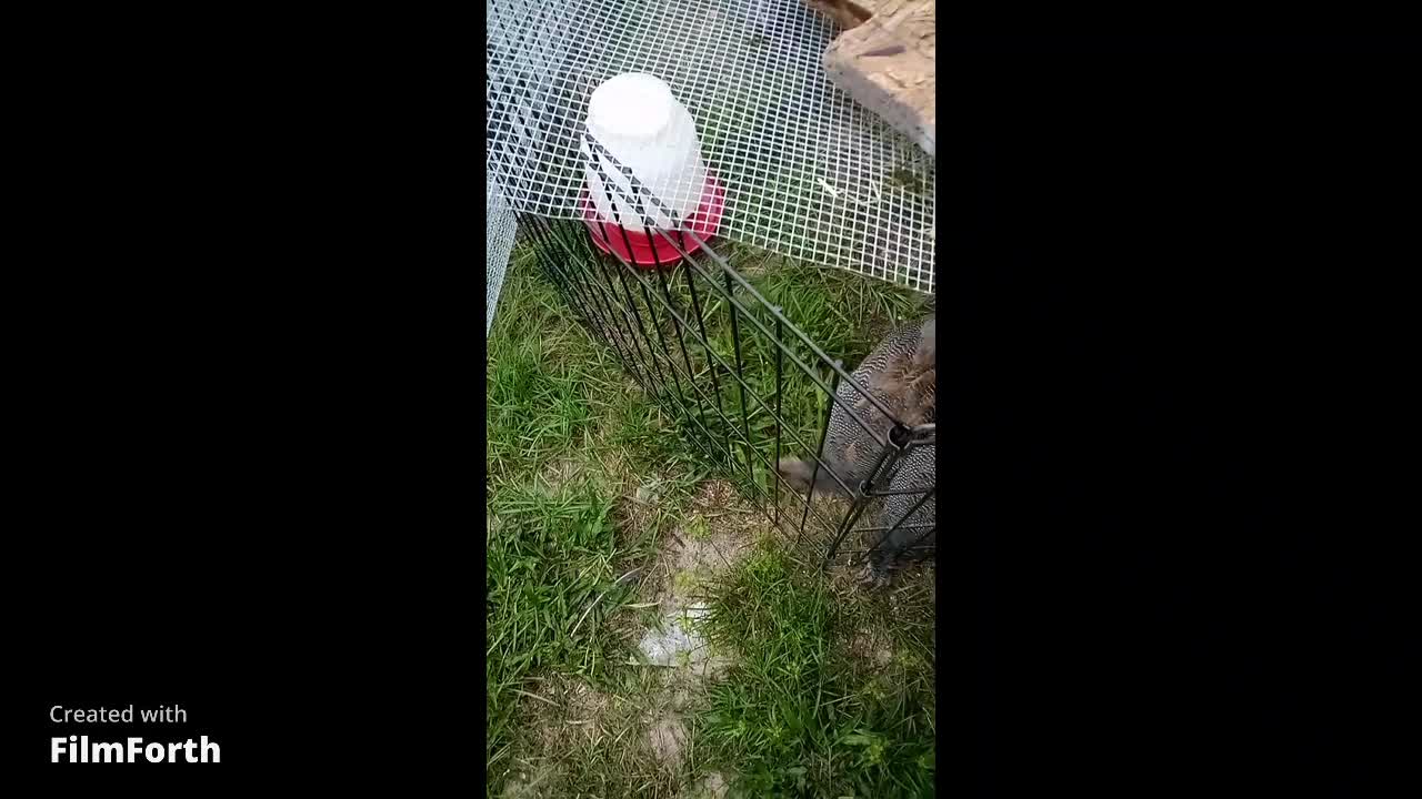 The Way to Our Guineas Hearts??? MEALWORMS