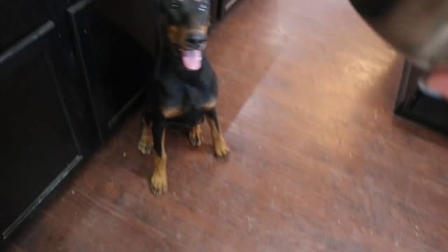 Life of a Doberman Puppy!