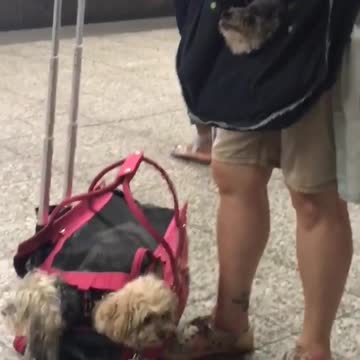 Everyone has a favorite child two dogs in bag one dog in apron lady subway