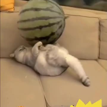 A Collection of Funny Cat Antics