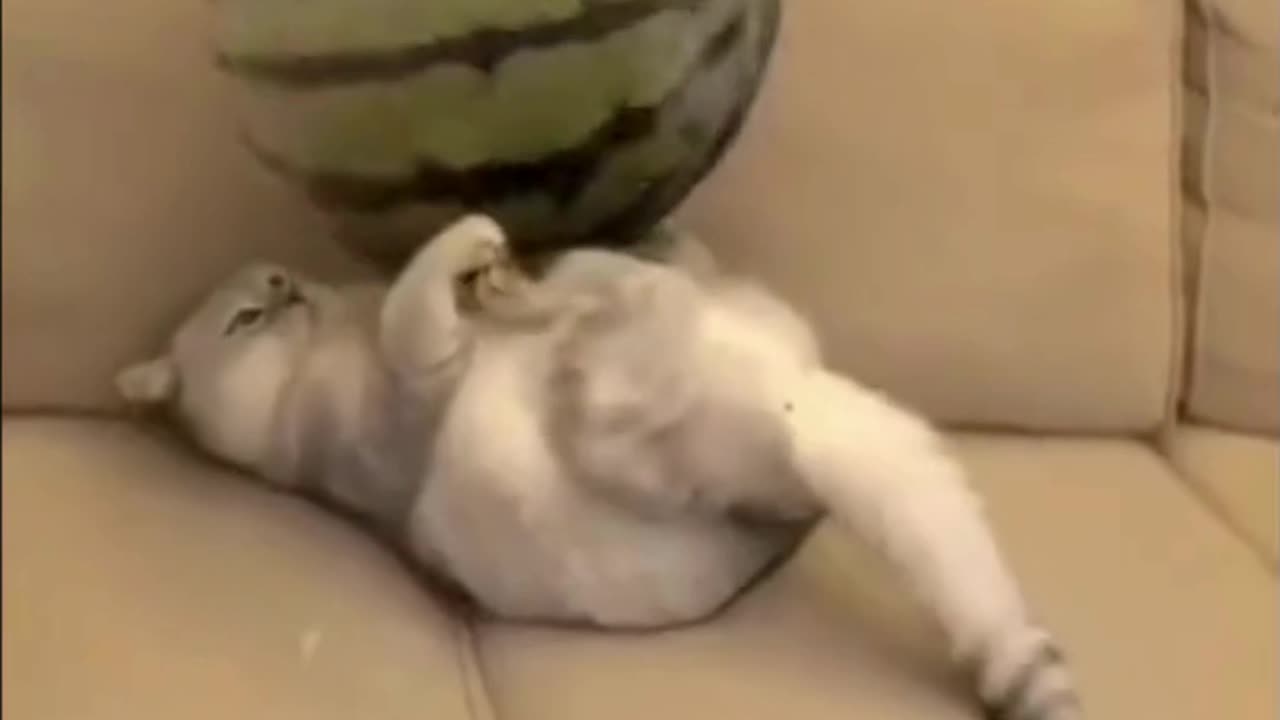 A Collection of Funny Cat Antics