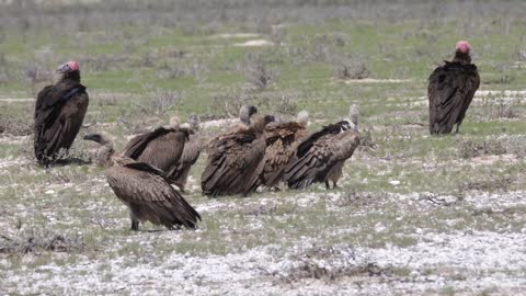 Big group of Cape vultures in Kgalagadi Transfrontier Park, Botswana